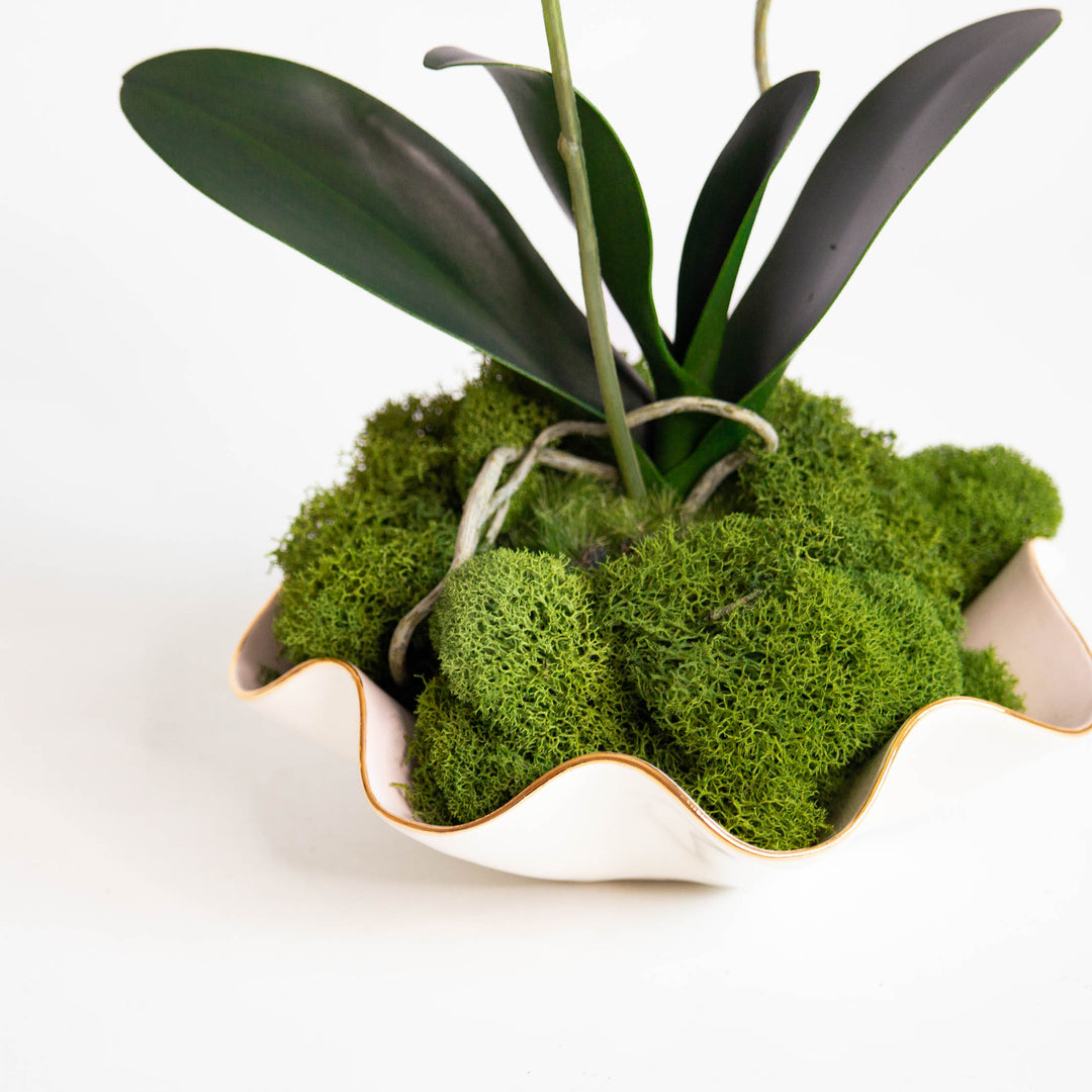Moss-3_1080x.jpg?v=1686240320