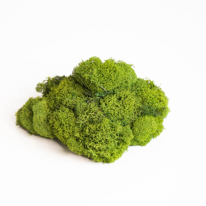 Moss_720x.jpg?v=1686240320